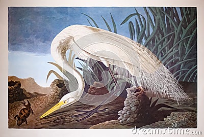 Illustration of a Common egret Ardea alba Cartoon Illustration